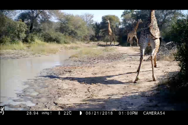 animals running from the sound of humans