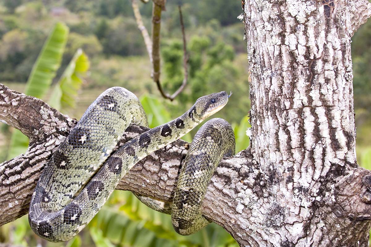 animals-youve-never-seen-from-madagascars-andasibe-national-park