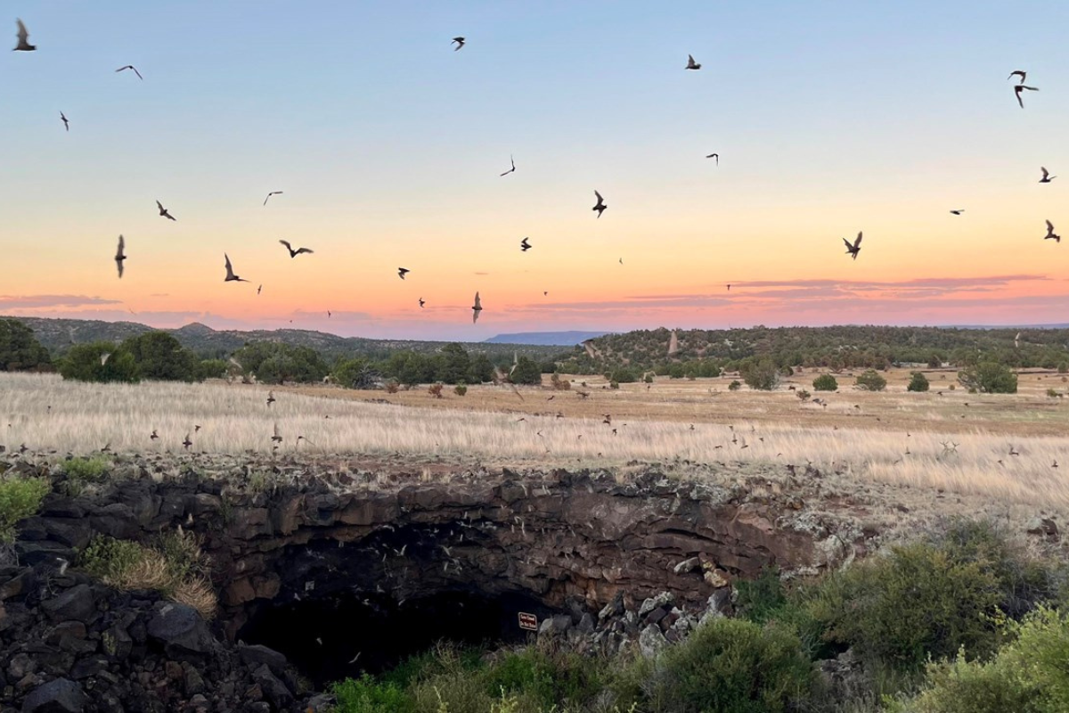 El Malpais National Monument for bats