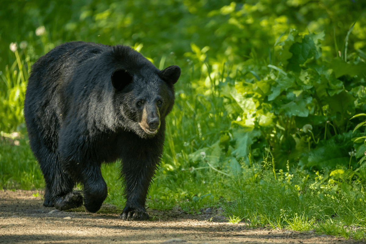 black bear