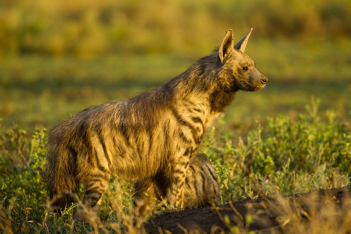 cutest-shy-animals-you've-ever-seen