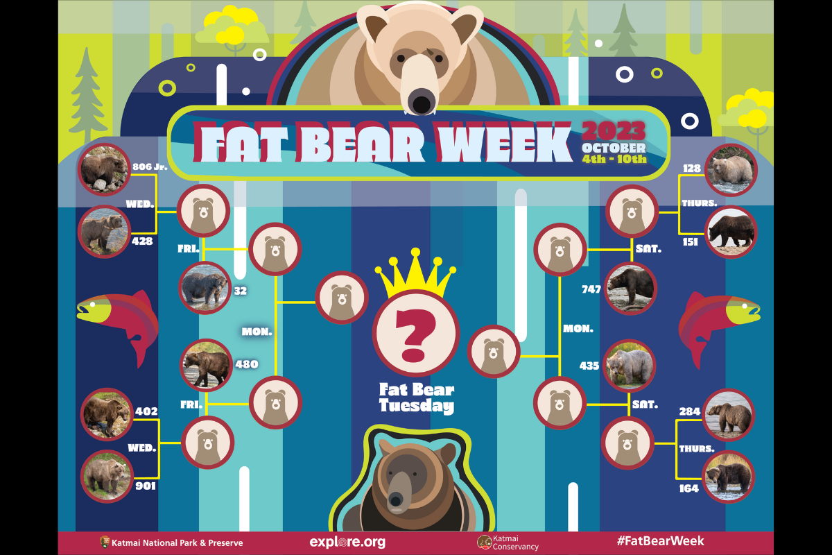 fat bear week