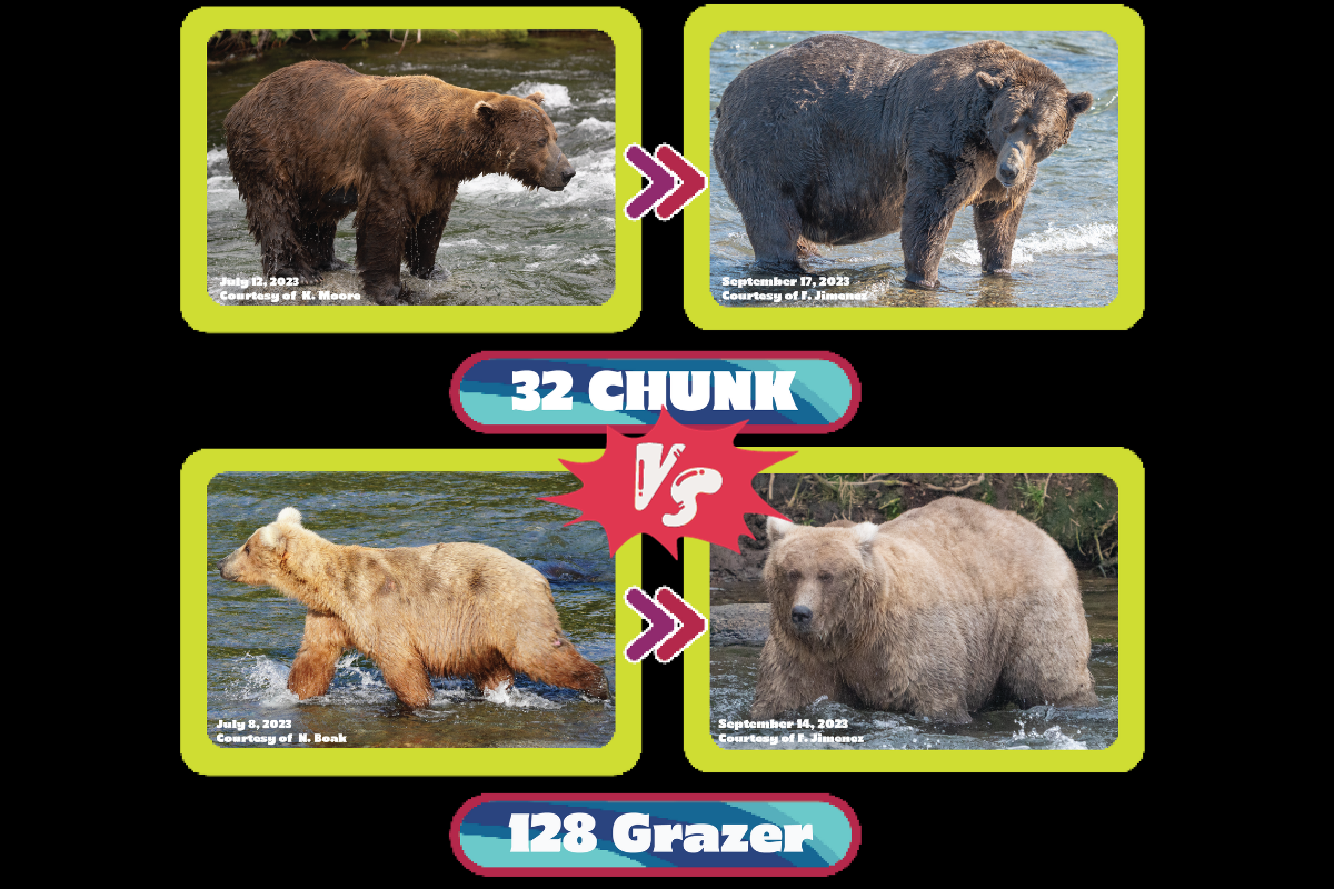 The Fat Bear Week finals are here. Who is the fattest fat bear of all?
