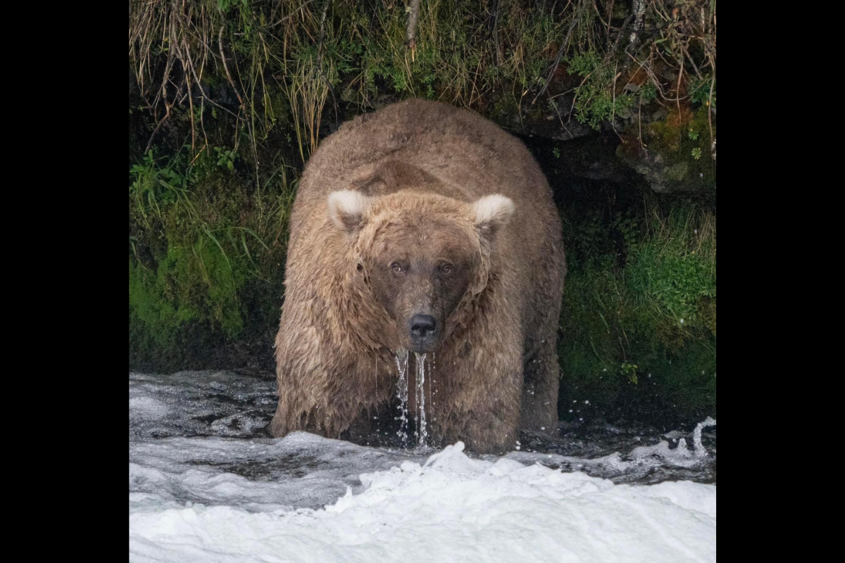 fat bear week winner