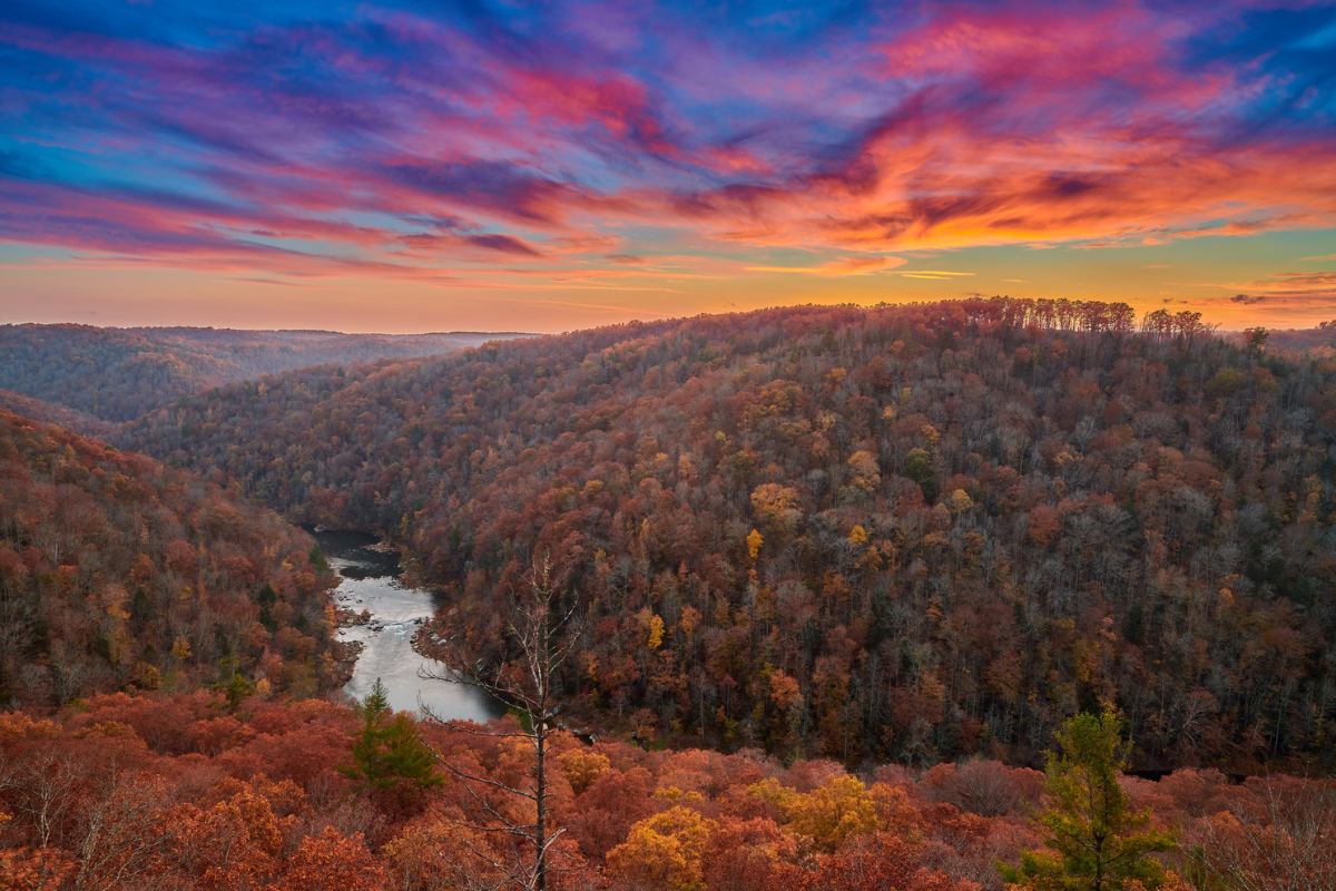 fall leaves in the southeast