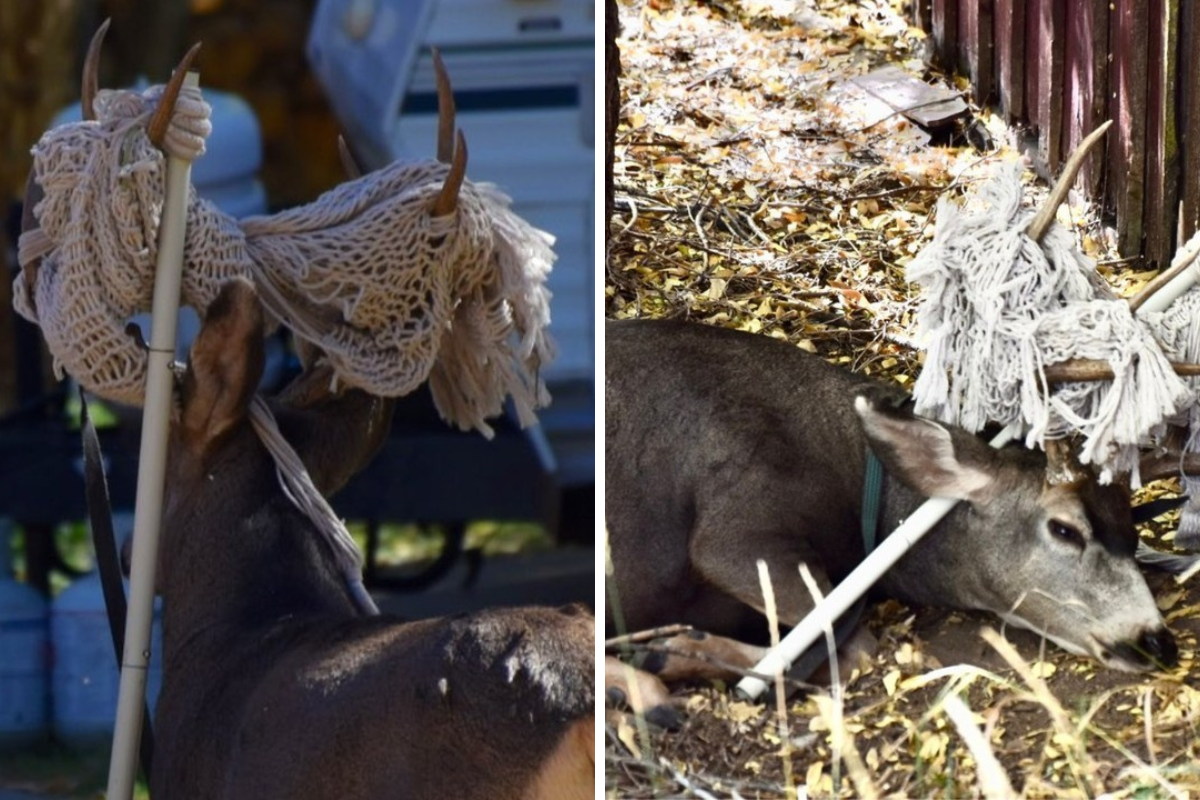 colorado deer rescue