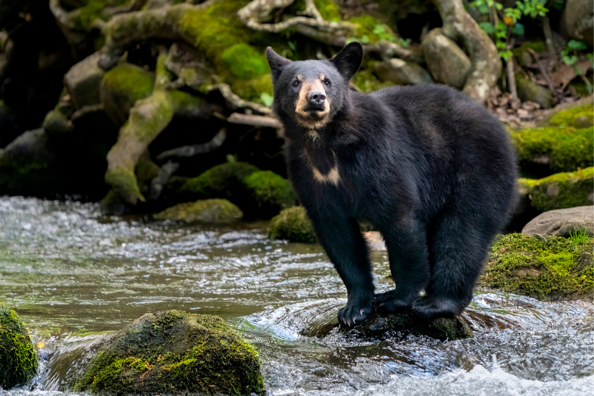 black bear safety