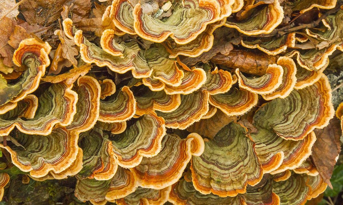 how-do-mushrooms-spread