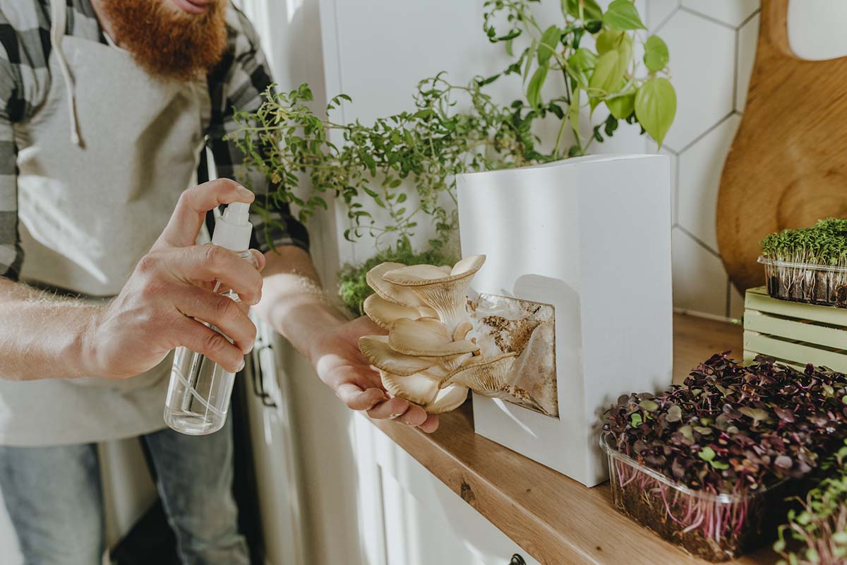 how-to-grow-mushrooms-in-your-kitchen