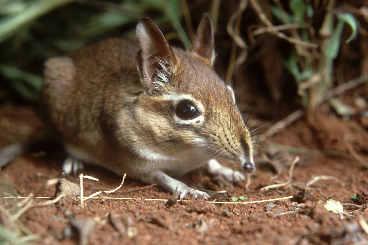 must-see-animals-in-africa