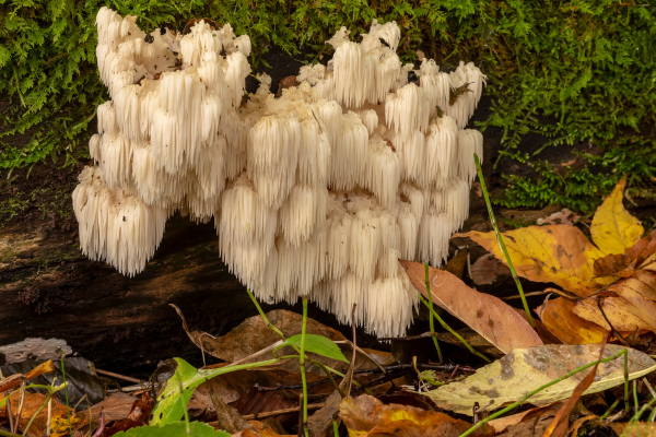 mushroom foraging