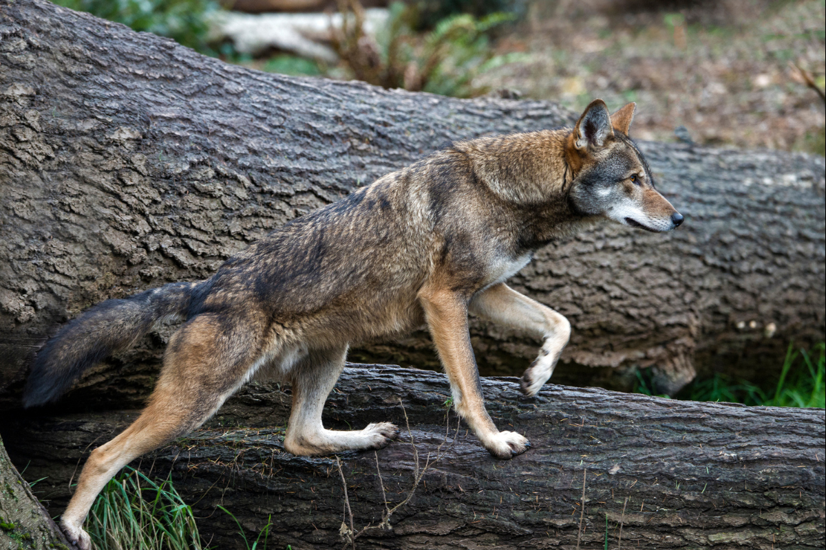 rarest animals in north america