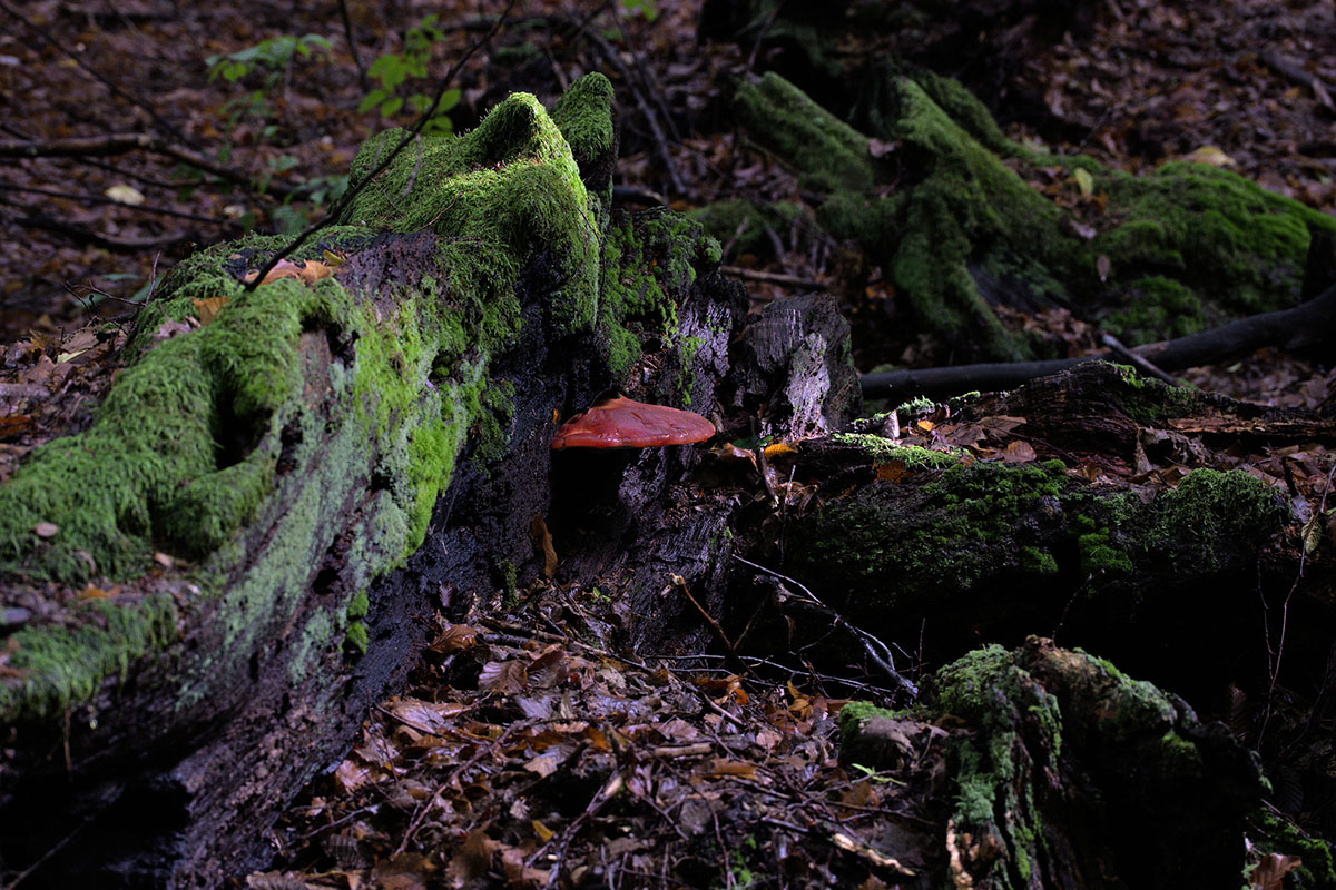 safe-mushrooms-to-forage