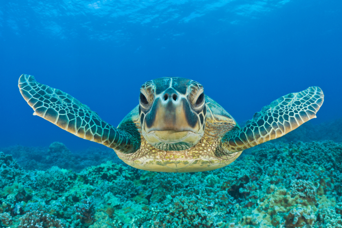 green sea turtle rescued