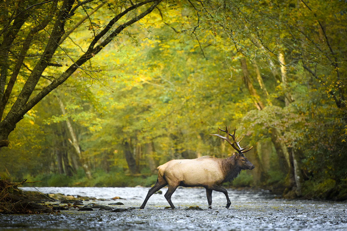 things-to-see-in-great-smoky-mountains-national-park