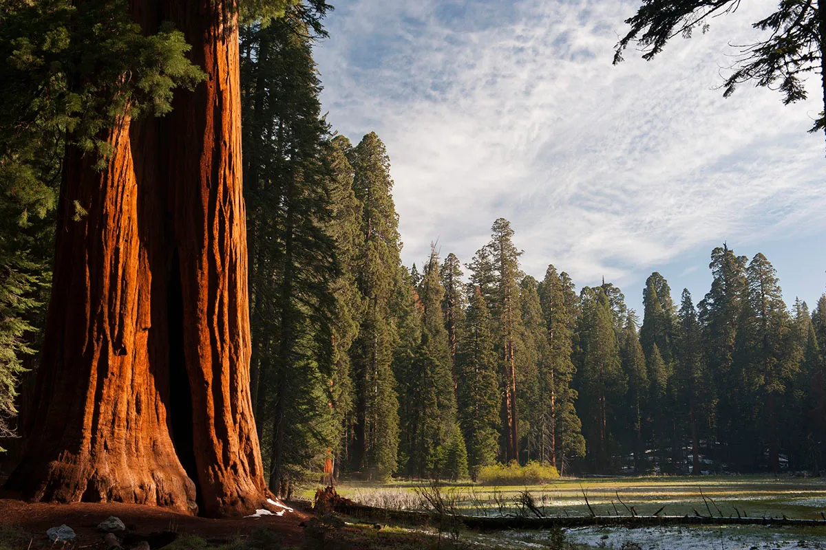 things-you-didnt-know-about-sequoia-kings-canyon