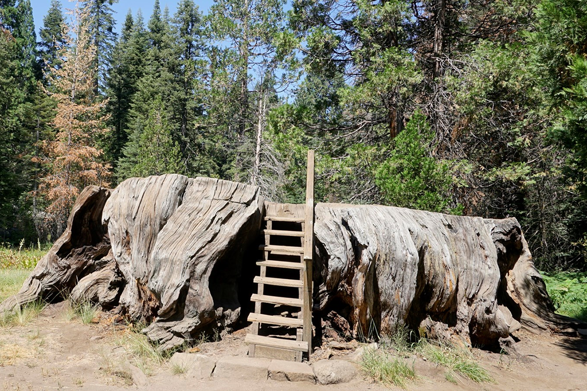 things-you-didnt-know-about-sequoia-kings-canyon