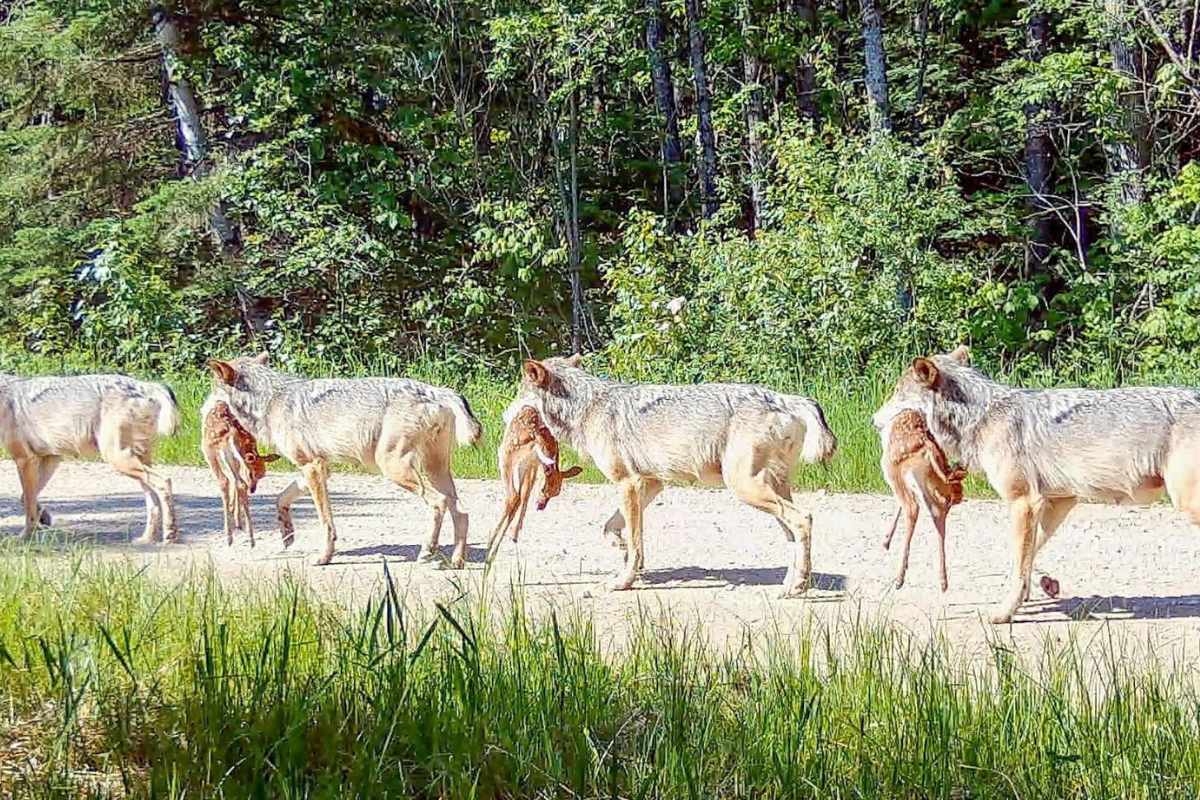 minnesota wolves