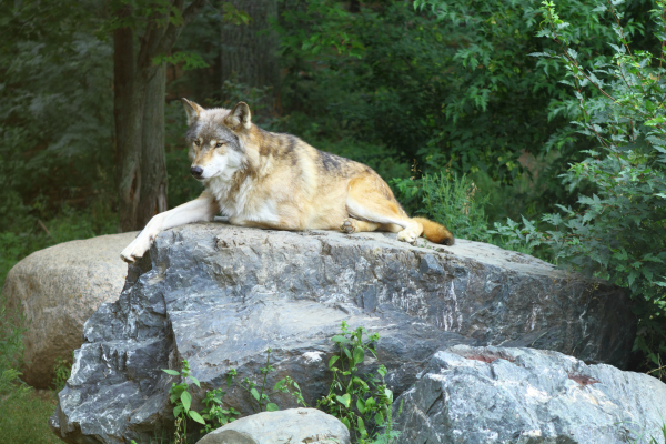 voyageurs wolf