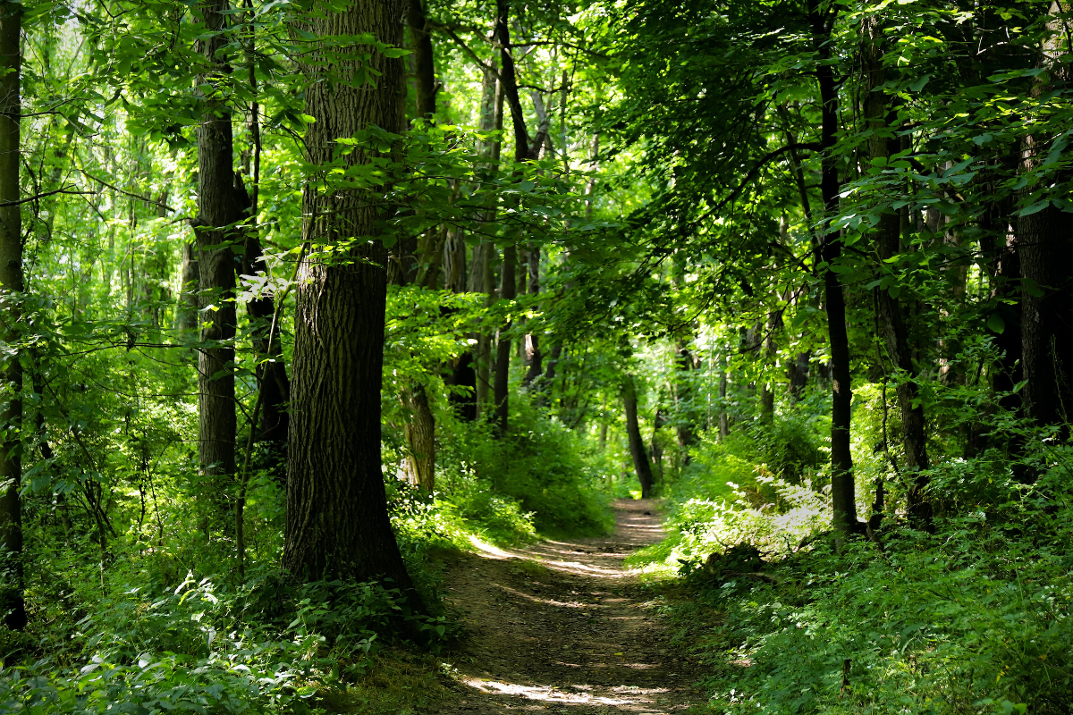 Appalachian Trail Hike