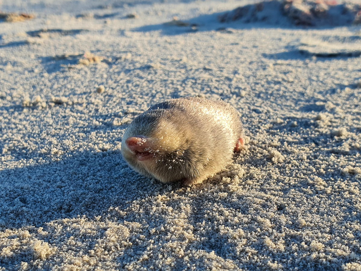 Golden-Mole-Image 2