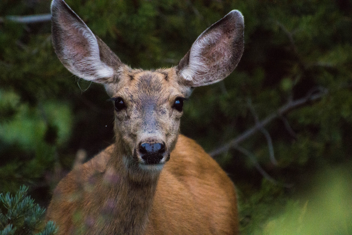 Grand Teton National Park Facts 4