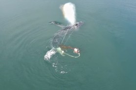 Humpback whale