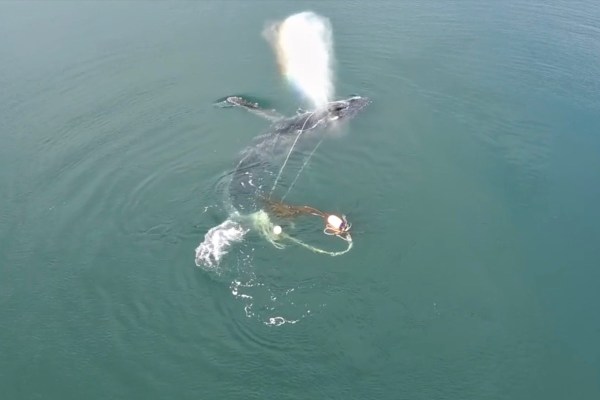 Humpback whale