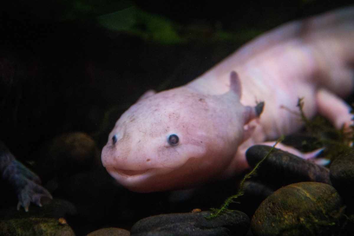 adopt an axolotl