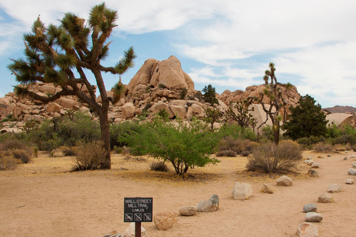 best-things-to-do-in-joshua-tree-winter