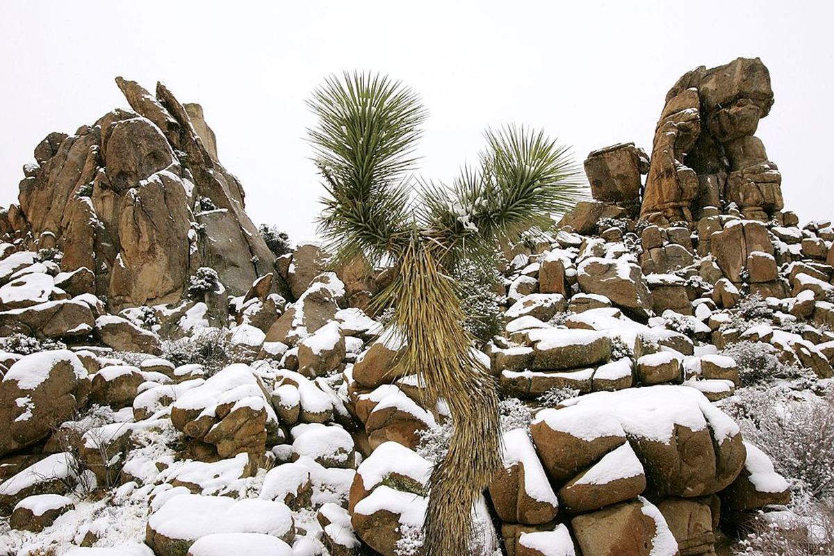 best-things-to-do-in-joshua-tree-winter