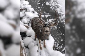 rescue a deer