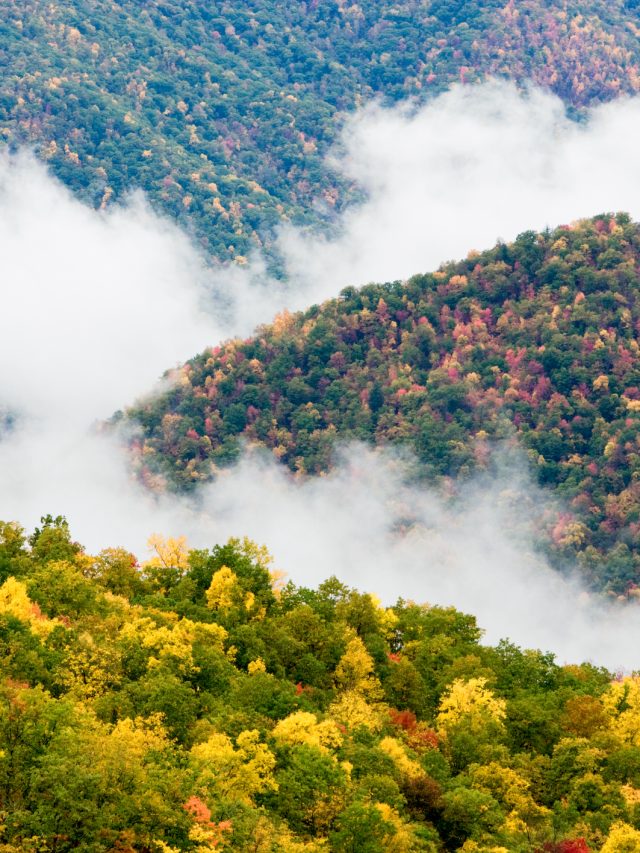 Smoky Mountains Fog