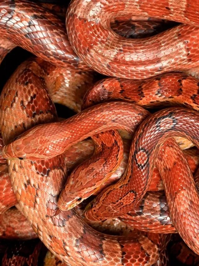 snake-myths-busted-by-an-expert5