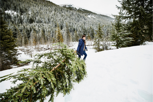 christmas tree permits