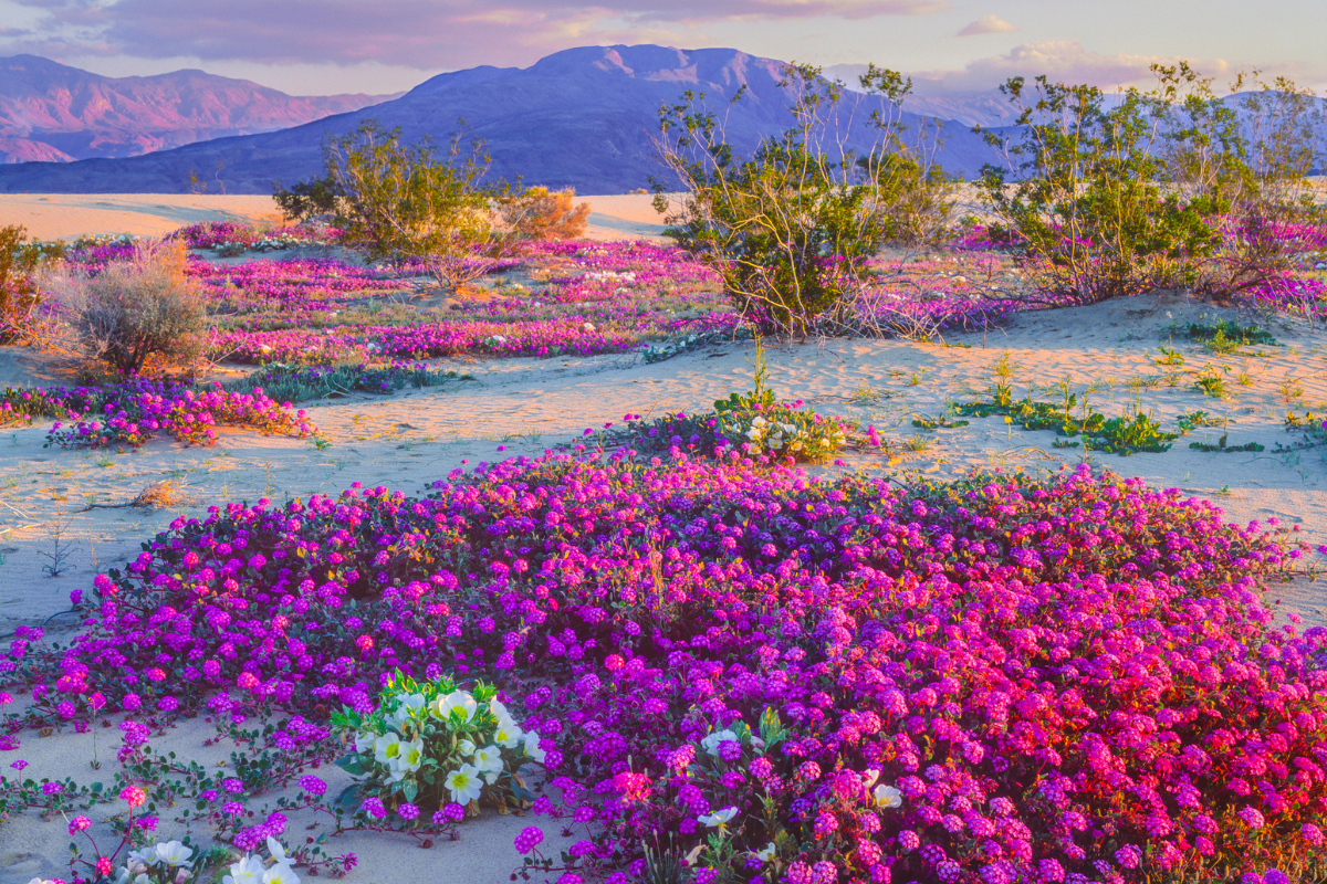 desert state parks