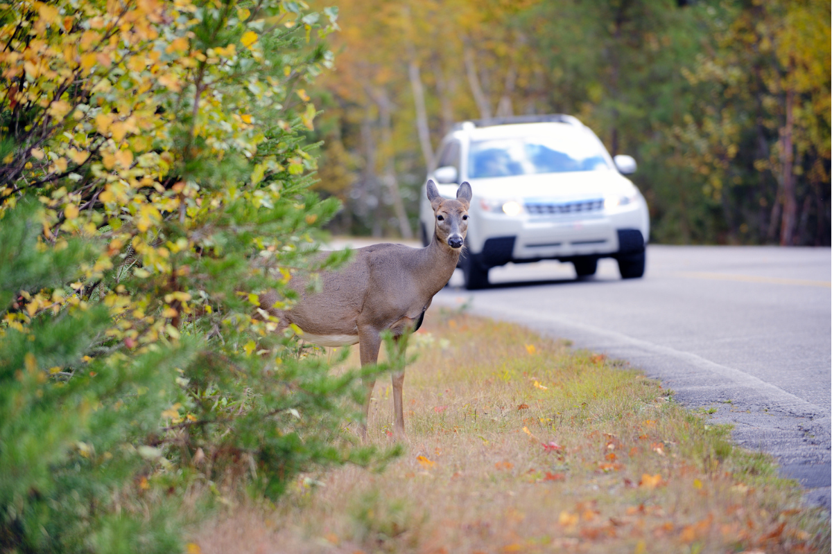 daylight saving wildlife