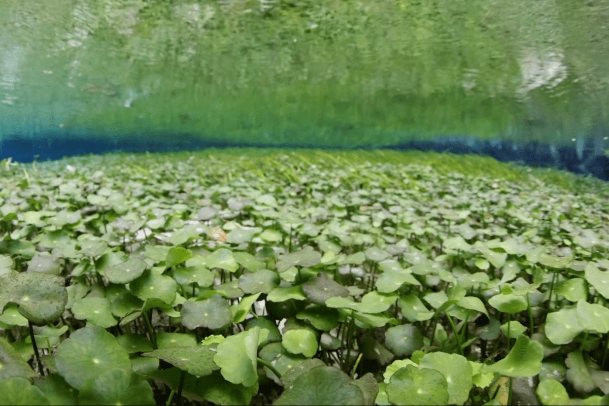 the natural springs in florida