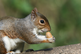 foraging stealing from wildlife