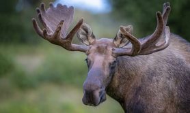 moose-myths-busted-by-expert