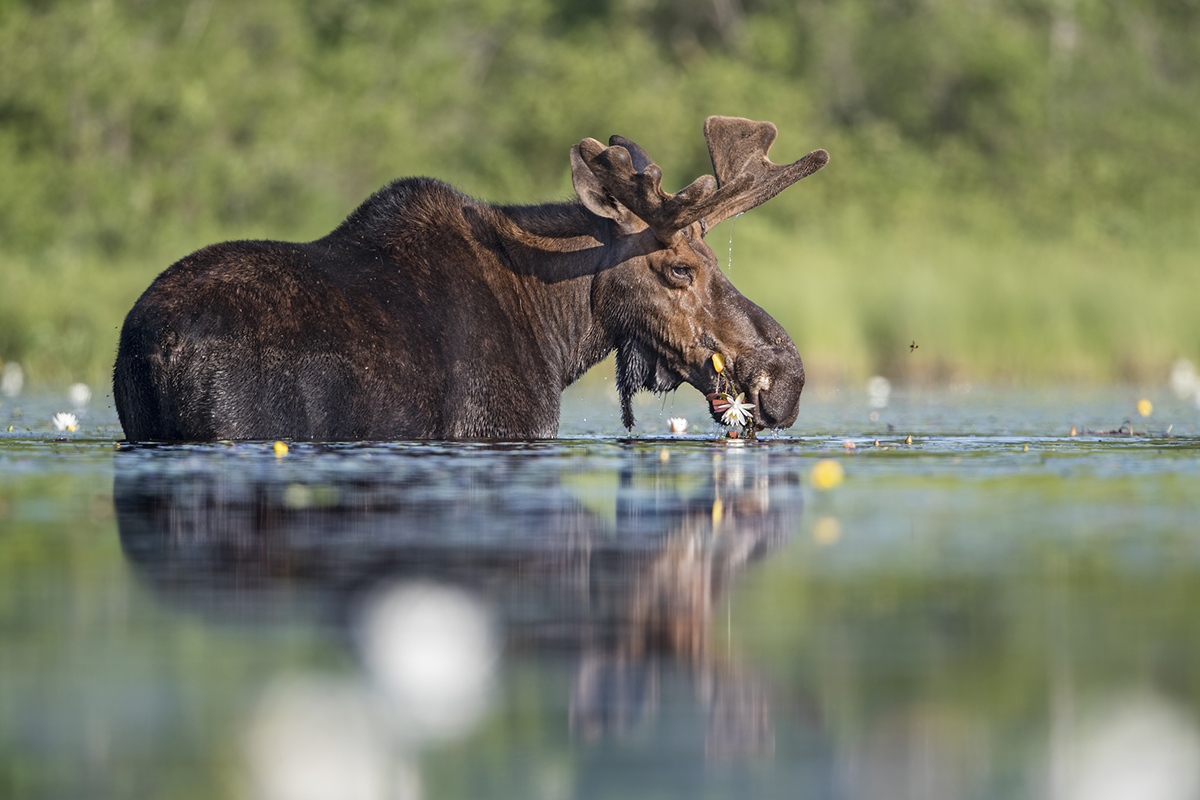 moose-myths-busted-by-expert