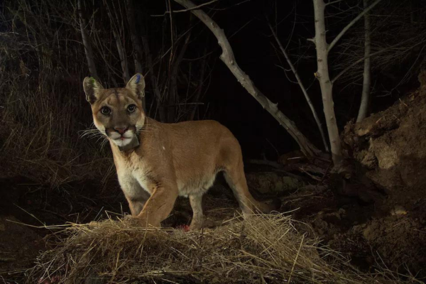 mountain lions