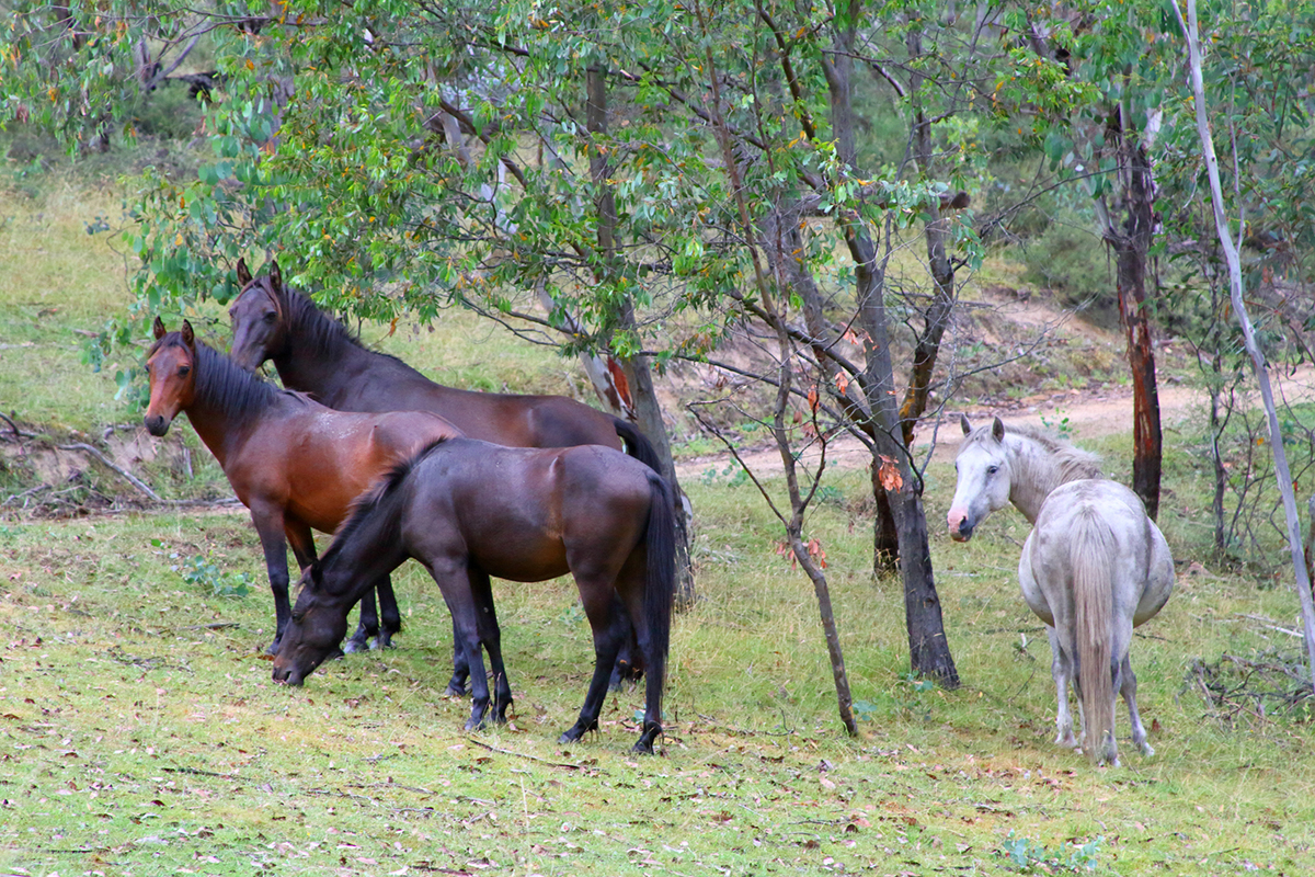 places-to-go-horseback-riding