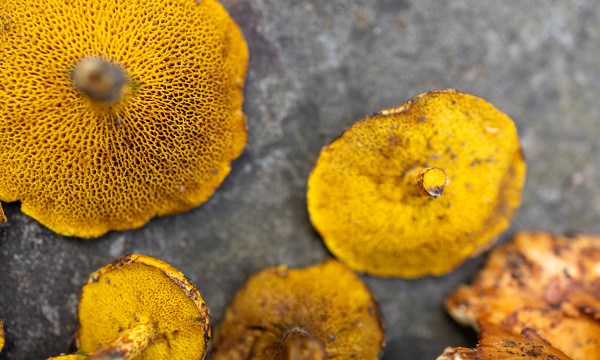 tips-for-preparing-foraged-mushrooms