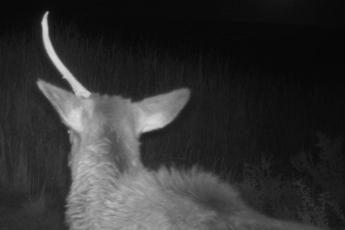 unicorn-in-petrified-forest-national-park