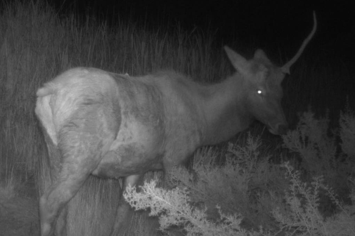 unicorn-in-petrified-forest-national-park