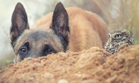 unlikely-friendship-between-dog-and-owl