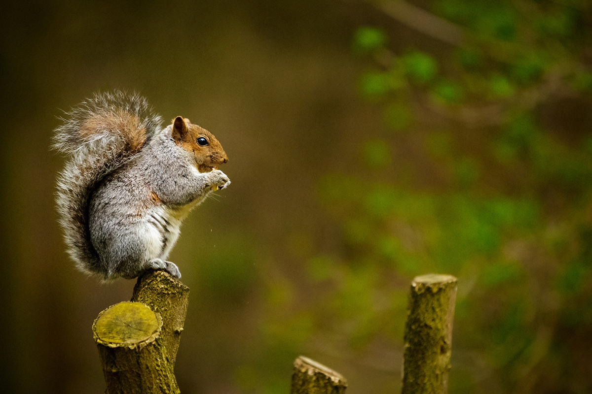 watch-squirrel-outruns-a-bobcat