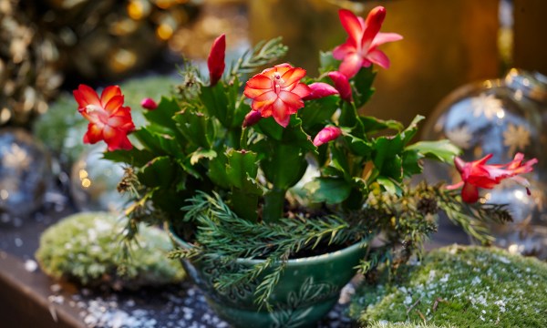 why-is-it-called-a-christmas-cactus