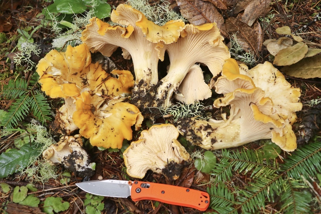 chanterelles